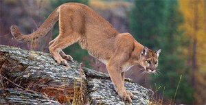 Mountain lion. (File photo courtesy of the USFS)