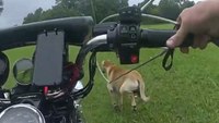 Watch: Texas officers use 'incredible' motorcycle skills to help rescue dog