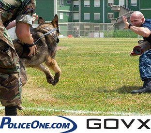Quiz: What type of K-9 are you?