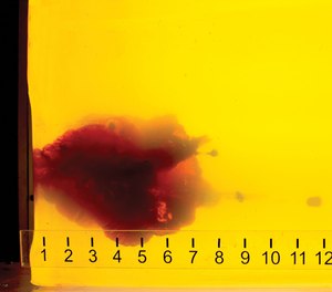 The Hornady TAP Entry load fragments in ballistic gelatin, producing an explosive temporary wound channel, while still meeting the FBI’s minimum of 12 inches of penetration.