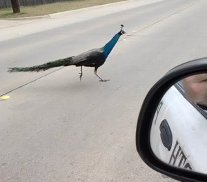 A peacock crossing the road in front of a police officer's patrol car.