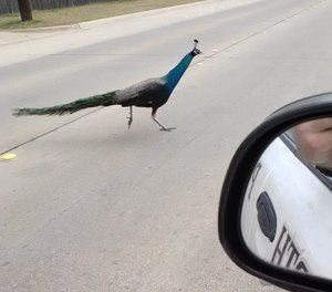A peacock crossing the road in front of a police officer's patrol car.
