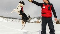 Search dogs are fastest way to find snow avalanche victims