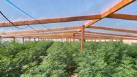Calif. deputies seize over 10,000 marijuana plants at illegal grows