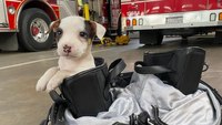 Video: Calif. FF adopts pup found near debris fire