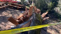 Video: Falling tree branch injures 6 at Calif. park