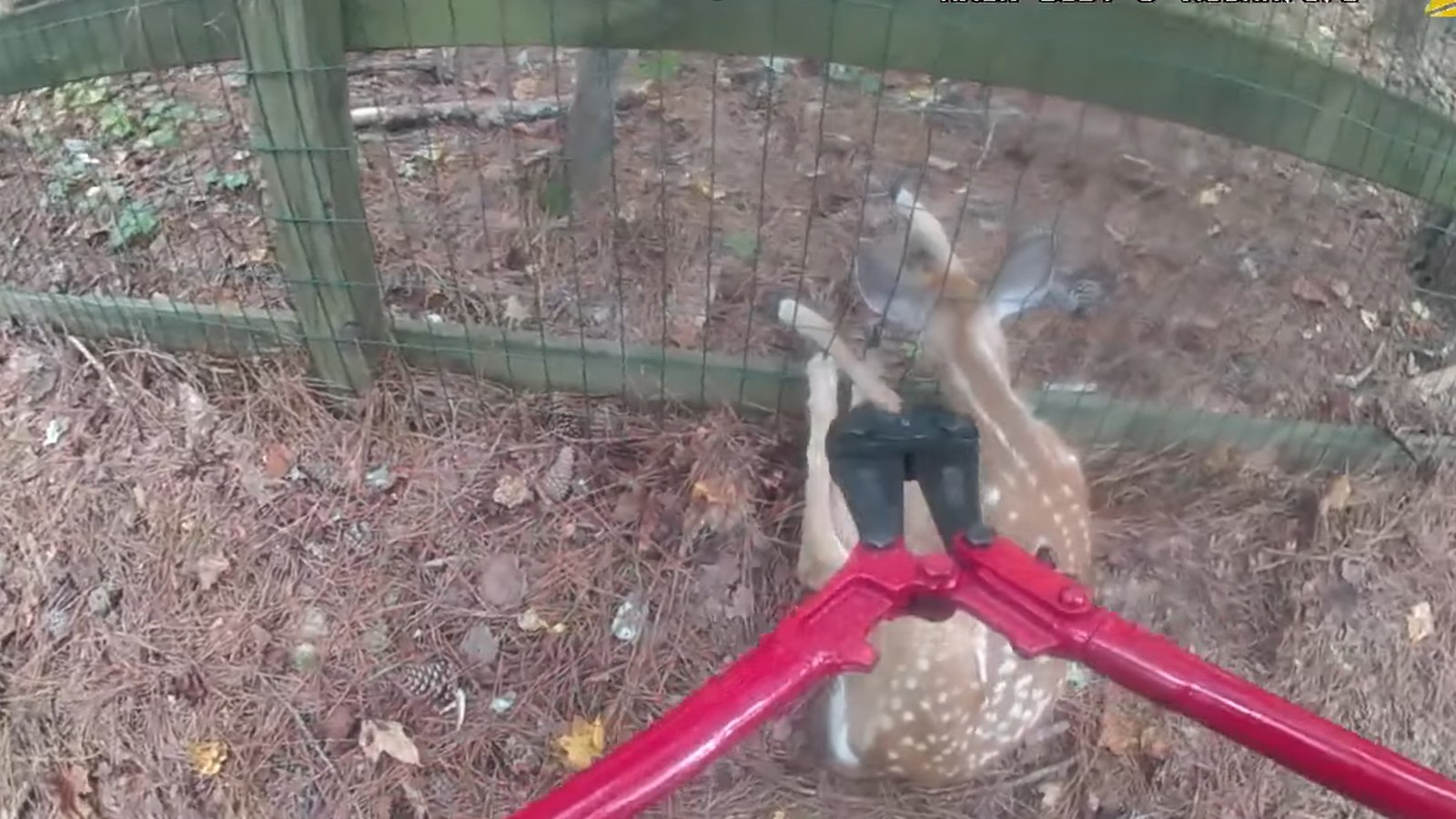 Video Ga officer on his way home from work saves fawn stuck in fence Video Ga officer on his way home from work saves fawn stuck in fence