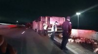Video: Ohio troopers corral escaped piglets after tractor-trailer rolls over