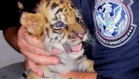Border officials arrest teen smuggling Bengal tiger cub into U.S.
