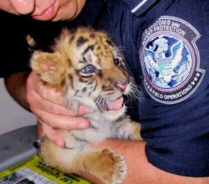 An agent holds a male tiger cub that was confiscated at the U.S. border crossing at Otay Mesa southeast of downtown San Diego early Wednesday.