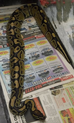 An American Medical Response crew in Hawaii captured this 4-foot-long ball python.