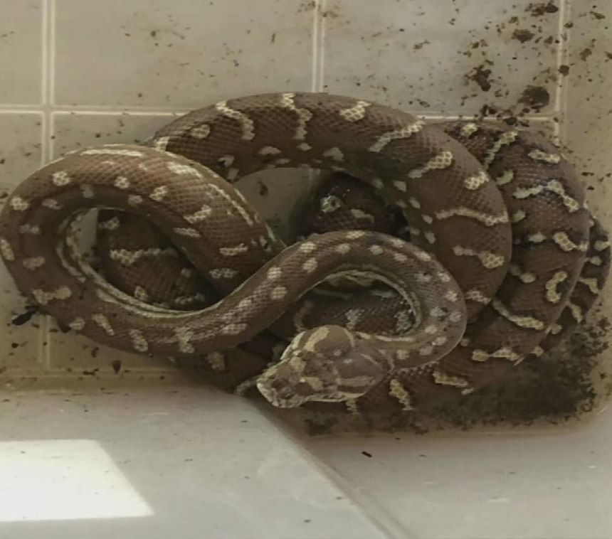 The firefighters also rescued several different lizards, tortoises, and a couple of dogs and cats.