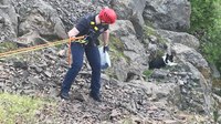 Wash. firefighters save dog that went over cliff