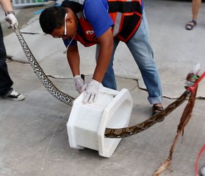 Rescuers remove the python from a toilet outside the man's home (BBTV CH7 Thailand via AP)