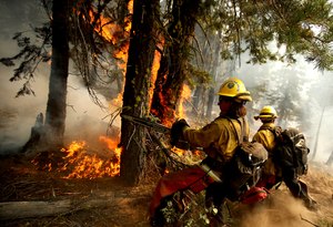 Firefighters cleared away combustible material at the head of the Dixie Fire near Janesville, Calif., in August.