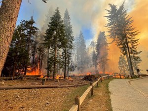 Firefighters at worked in Mariposa Grove on Thursday.