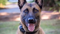 Mass. State Police K-9 shot and killed at standoff