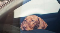 New NY law allows first responders to remove animals left in vehicles
