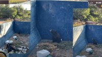 Video: Colo. deputy rescues bear cub from dumpster, puts ramp-making skills to the test