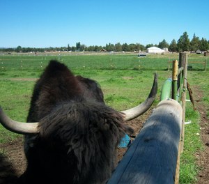 Brian Wing was gored in the leg by one of the horns of the yak, which was enclosed in a wire mesh fence and pierced Wing’s leg as he walked by.