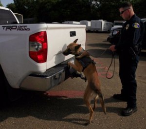 Police Officer Kevin Murray works with police dog, Thor, as the dog searches a Toyota Tundra at the impound lot in Ukiah, CA May 14, 2014.
