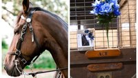 New Orleans PD officers mourn beloved 16-year-old police horse