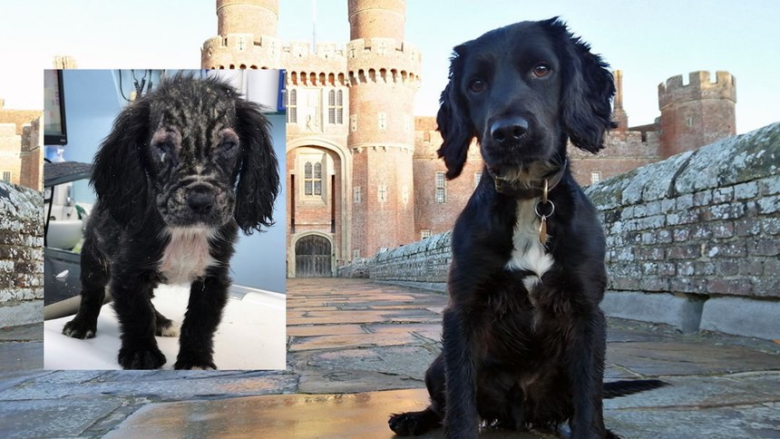 A before and after picture of K-9 Badger.