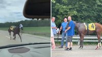 Ky. sheriff corrals runaway racehorse