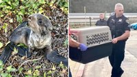 Calif. police officers rescue beached baby seal