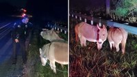 'Everybody got a kick out of it.' Officer saves two donkeys from roadside