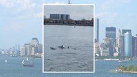 Video: Dolphin pod escorts NYPD boat through harbor