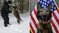 K-9 rescues 58-year-old lost for hours in frigid woods, Mich. sheriff says