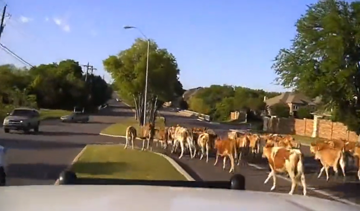 Videos LEOs free trapped bobcat in Wis., wrangle calves during rush hour in Texas