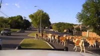 Videos: LEOs free trapped bobcat in Wis., wrangle calves during rush hour in Texas