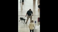 TSA K-9 handler relieved of duties after viral video shows aggressive behavior toward dog