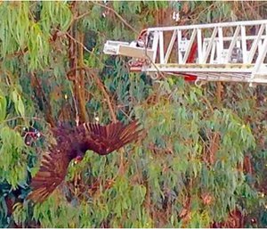 A turkey vulture suspended upside down 35 feet in the air by fishing wire.