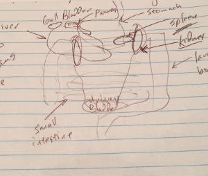 My sketch of the abdomen. At least two organs are in the wrong location. Do you know which two?