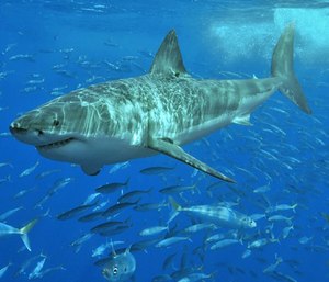 Massachusetts Marine Fisheries scientist Gregory Skomal and others began studying the regional population of white sharks in 2014, when they counted 68 great whites.