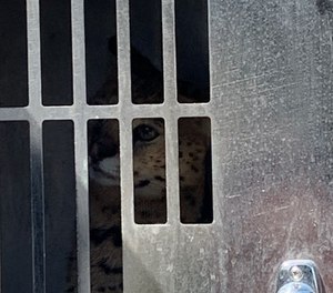 Fire officials say this large African serval cat bit a firefighter during a house fire on Sunday. The cat escaped the blaze unharmed and was corralled by animal control.