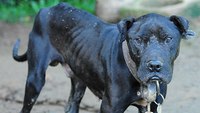 Why dogfighting investigations matter