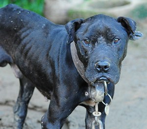 Patrol officers and investigators, as well as animal and code enforcement personnel, should be aware of signs of this kind of animal abuse.