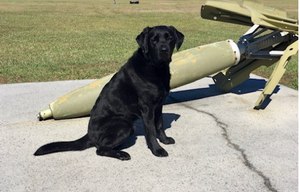 ATF K-9, Able