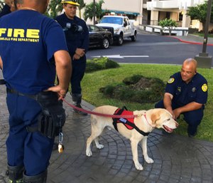 Kaimi, an arson dog trained to sniff out ignitable liquids, stands outside a Honolulu high-rise apartment building.