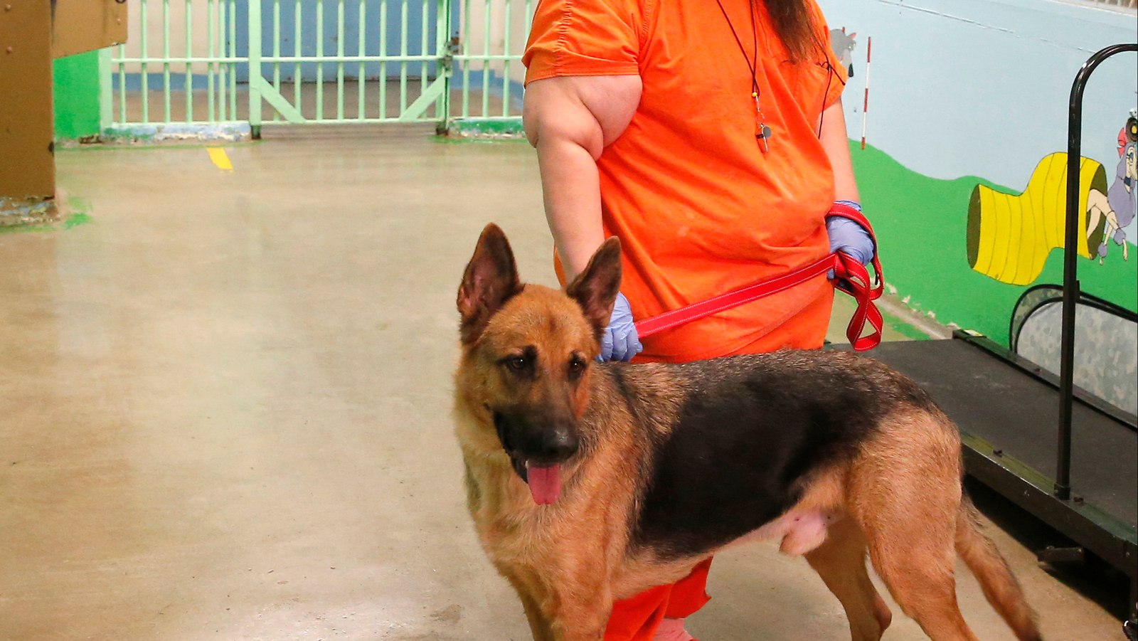 Why police should prioritize animal cruelty investigations Why police should prioritize animal cruelty investigations