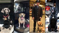 Arson dogs: 5 facts about accelerant-detection canines
