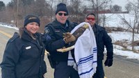 Md. deputies, animal control officers rescue bald eagle after 45-minute chase