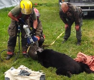 Rescuers responded to a call about a bear stuck in an old 10-gallon milk can.