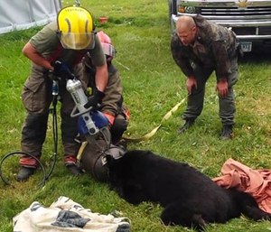 Rescuers responded to a call about a bear stuck in an old 10-gallon milk can.
