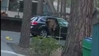 Watch: Nev. deputies free bear trapped inside car