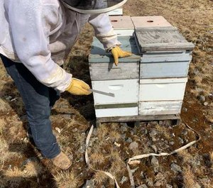 Some of the suspected stolen beehives found by investigators in June 2020. (Photo/Lincoln County Sheriff's Office)